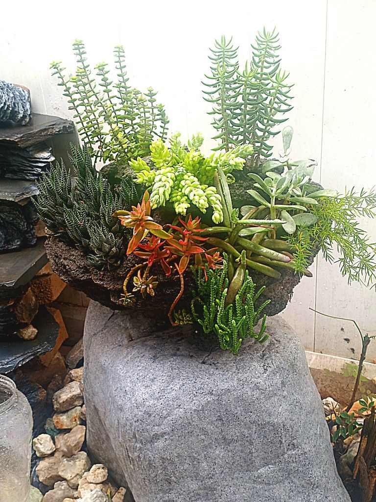 Succulents In Lava Rock