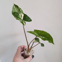 Syngonium Albo Pick Up Capitol Hill 