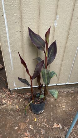 Plant. 3 gallons $ 10