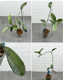 Established  Hoya AH 074 silver leaves