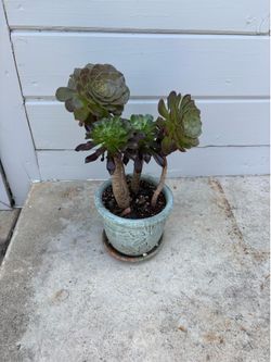Aeonium black rose  plant with clay planter
