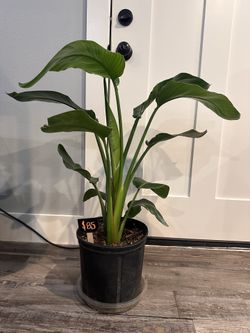 Medium bird of paradise