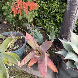 Aloe Striata - Coral Aloe