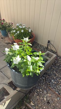Vinca flower pots.