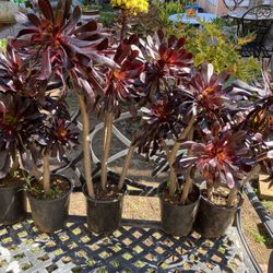 Aeonium Plants With Red Leaves In A One Gallon Pot For $6 Each 
