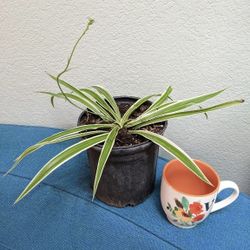 Spider plant 