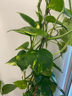 Healthy Pothos cuttings $1 each