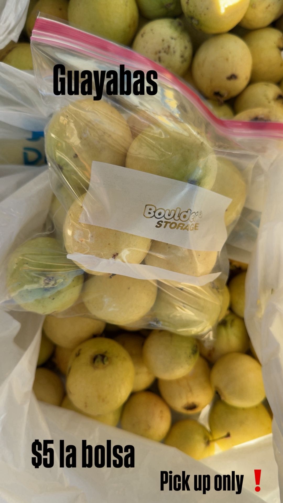 Guayabas , Guavas , Tree , Fruta , Fruit