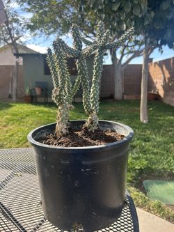 Cholla Cactus