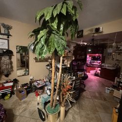 Palm Tree Indoor Plant 