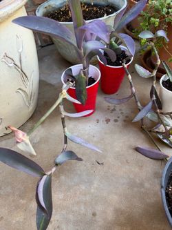Purple Hearts-small plants, $5 each