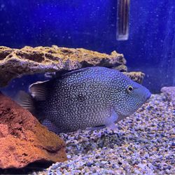 Aquariums fish tanks