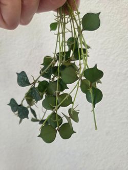 Hoya Curtisii Plant Cuttings