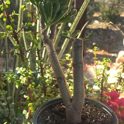 Jade plant