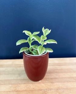Variegated Baby Sun Rose in Ceramic Pot