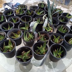 Succulents & Plants Sale!