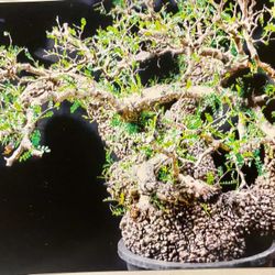 lavender tree christmas Lavender Topiary for Sale main image 0
