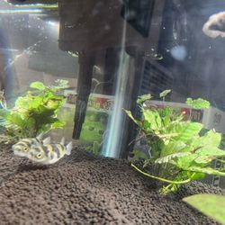 Fish Tank 