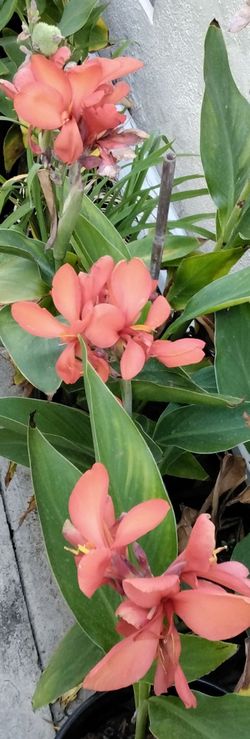 Canna Lilly - $10 each - Red & Yellow