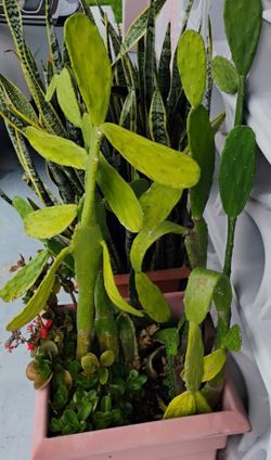 Free - Prickly Pear plant - pick up in Tamarac.