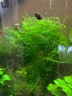 Java moss aquarium plants
