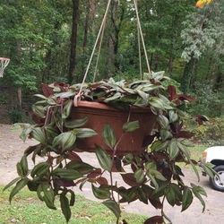 Tradescantia Plants ($15 Each)