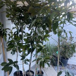 Fruit Trees 