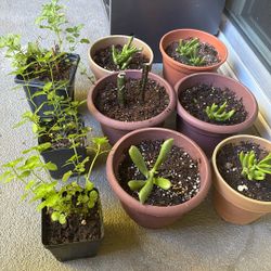 Diferent Kind Of Plants