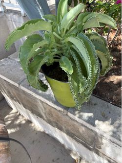 Large Mother of Thousands plant