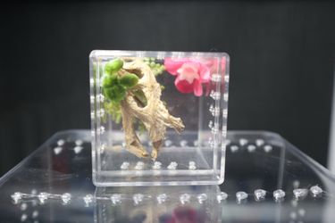 Small jumping spider enclosure