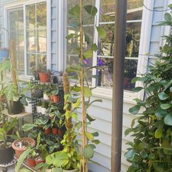 Hoya Kerii Heart 6 Feet Tall 