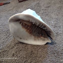 Queen Helmet Conch Shell 7" Aquarium Cassis Madagascariensis