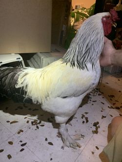 Light Brahma CHICKS