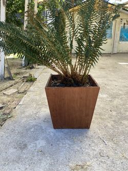 4.5 Foot Tall Fern In Solid Wood Potter