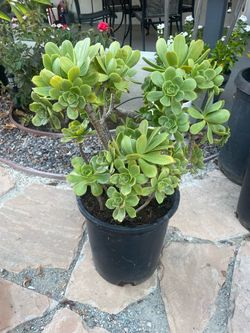 Aeonium Arboreum ( Irish Rose )