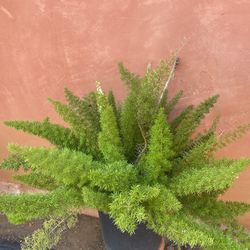 Fern