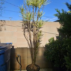 Old Madagascar Dragon ( Dracaena reflexa var. angustifolia ) Bonsai Tree Outdoor and Indoor plant  