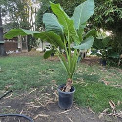 Elephant Ear Plant 