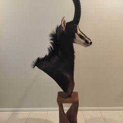 Sable Stand Mount Taxidermy