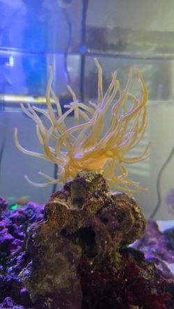 Fake Pink tip condy anemone