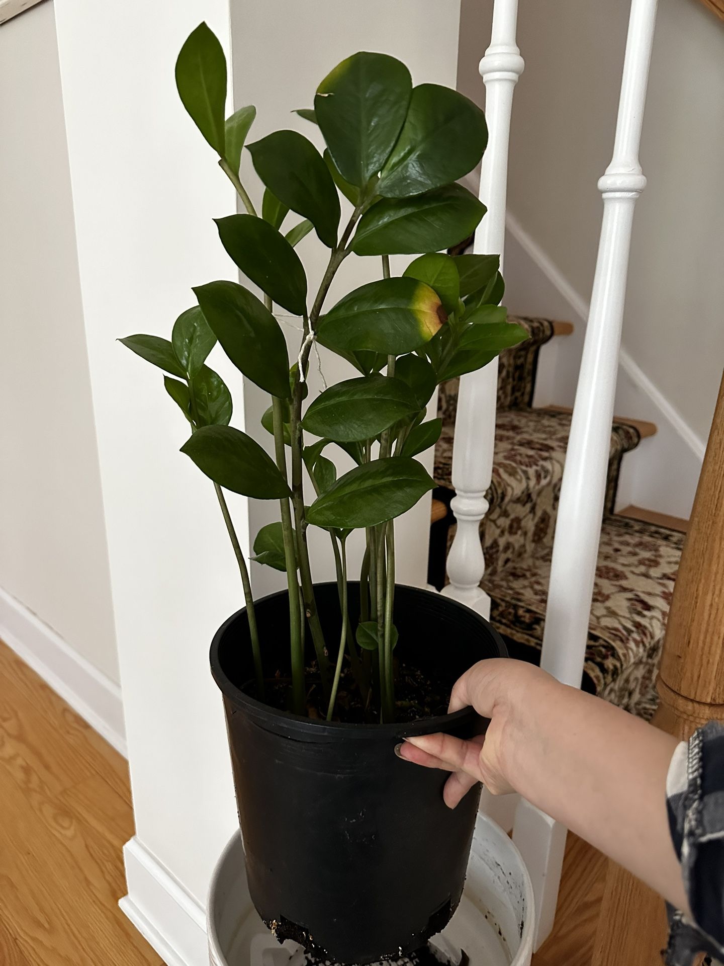 Zz Plant