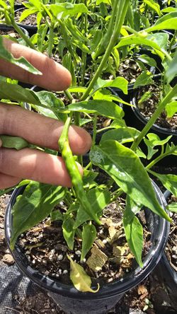 Chiles