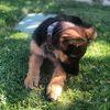 maxi