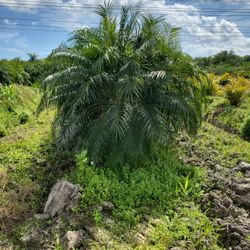 Single Double And Triple Also Have Some Five To Seven Trunk Robellini's