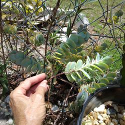 Rare Kalanchoe Panamensis Marneirs Marnierna Succulent 6" Cutting 