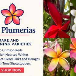 Plumeria Cuttings
