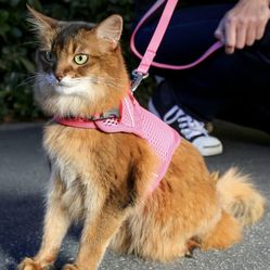 Sleepypod Martingale Calming Harness for Cats