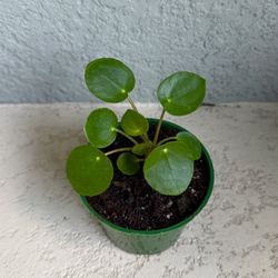 Pilea Plant 