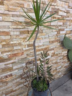 Nice plants