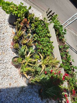 Plantas fresa y savila